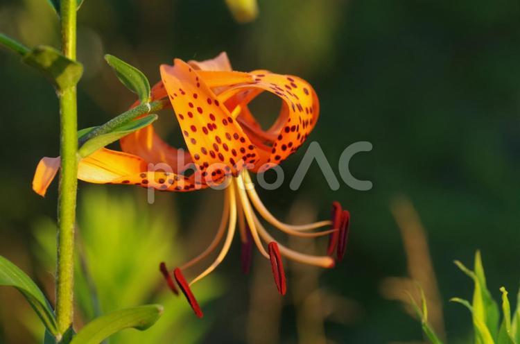 オニユリの花のイメージ オニユリ,ユリ,花の写真素材