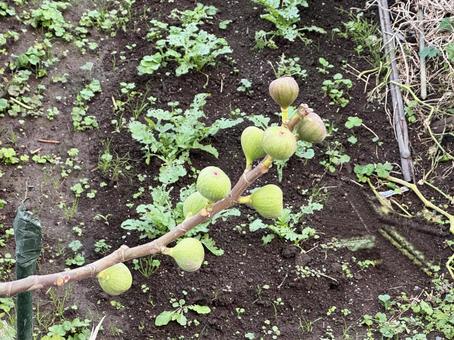 琵琶 琵琶,果実,夏の写真素材