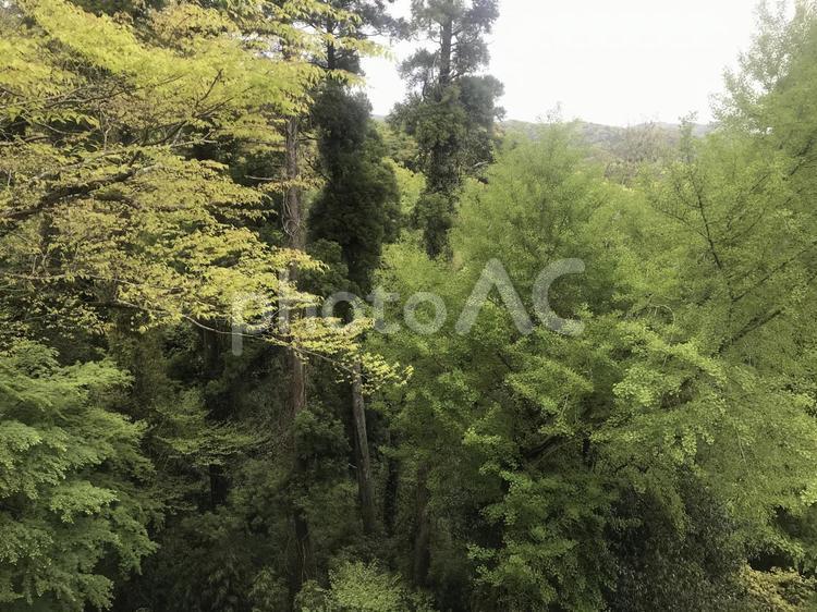 樹木 自然,風景,木の写真素材