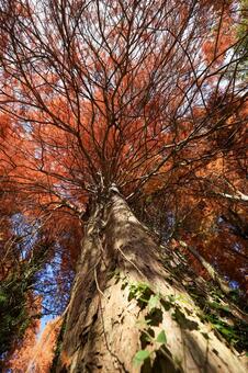 メタセコイア メタセコイア,紅葉,晩秋の写真素材