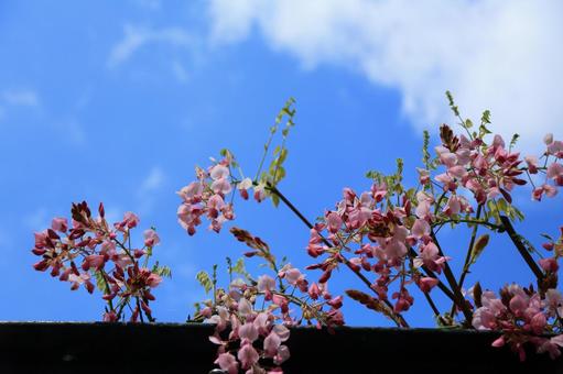 藤の花 藤の花,藤,春の写真素材