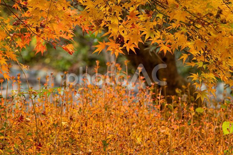 秋色を探して 自然,風景,季節の写真素材