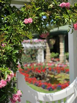 薔薇/庭園 薔薇/庭園の写真
