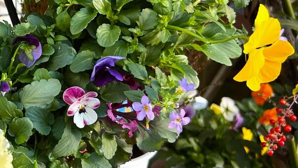 秋冬のガーデニング 花,草花,植物の写真素材