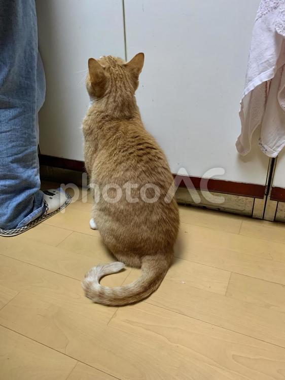 ごはんをおねだり猫 猫,かわいい,屋内の写真素材