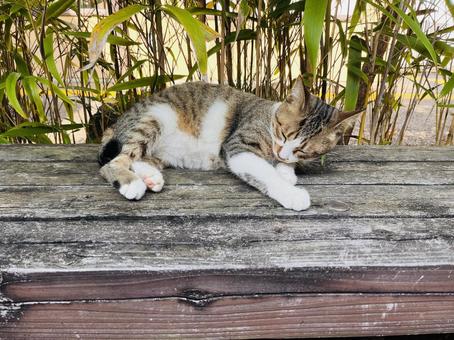 可愛いにゃんこ ねこ,ネコ,かわいいの写真素材