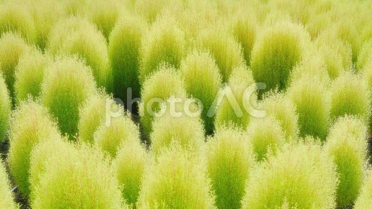 秋冬の幻想的なコキア、美しい 秋,冬,植物の写真素材