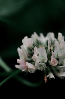 Photo, white grass, flower, a flower, 