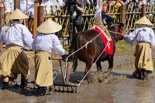 6月中旬の主基斎田お田植まつりの牛耕 6月中旬の主基斎田お田植まつりの牛耕 牛耕,牛,田の写真素材