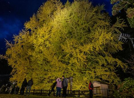 北金ヶ沢の大イチョウ 北金ヶ沢の大イチョウ,ビックイエロー,銀杏の写真素材