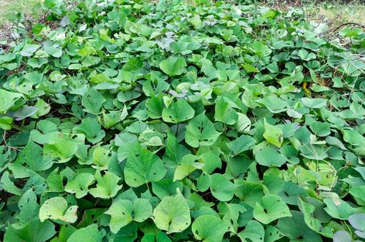 サツマイモの葉が一面に広がる畑 さつまいも,イモ,食物の写真素材