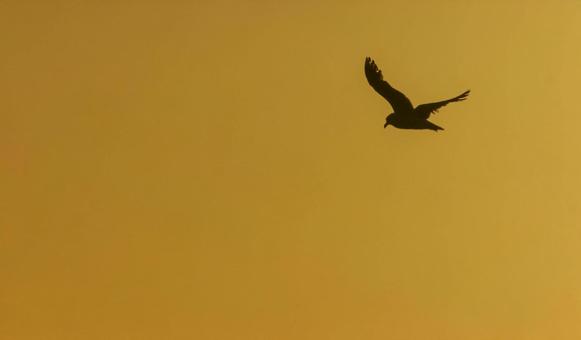 Seagull, JPG