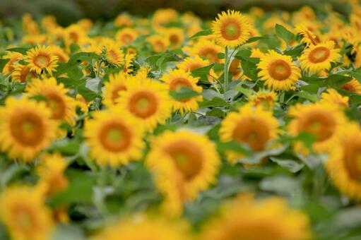 Photo, sunflower, sunflower field, yellow, 