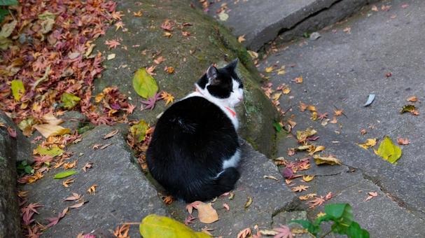 落葉の上の午後、ひとりの猫 枯れ葉,絨毯,猫の写真素材