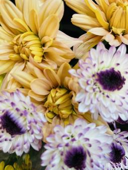 いっぱいのスプレー菊の花 スプレー菊,菊,秋の写真素材