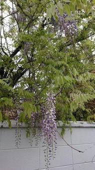 公園の藤 公園の藤の写真