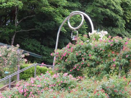 Photo, bell, happy, a walk, 