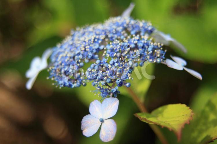北潟湖畔のガクアジサイ ガクアジサイ,紫陽花,薄紫の写真素材