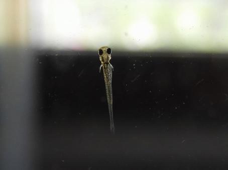 キンギョの赤ちゃん 金魚,稚魚,産まれたの写真素材