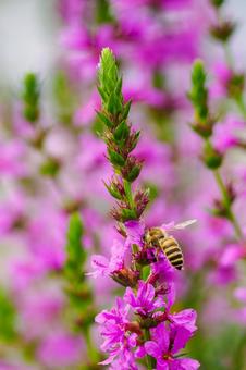 Photo, flower, plant, miso haagi, 
