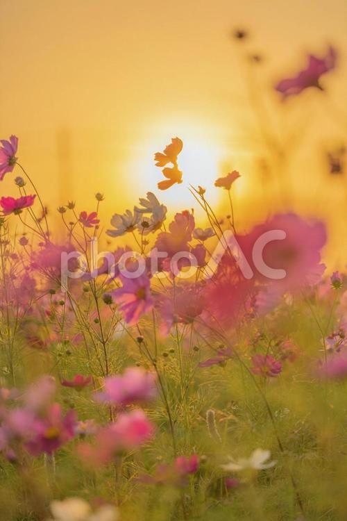 夕暮れのコスモス コスモス,夕暮れ,秋桜の写真素材