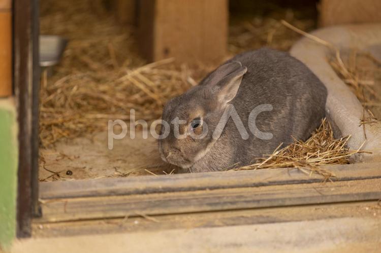 カイウサギ 飼育,保護施設,家畜の写真素材