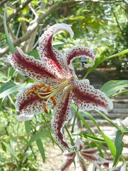 郊外の緑地に咲く赤色系ヤマユリ ヤマユリ,花,植物の写真素材