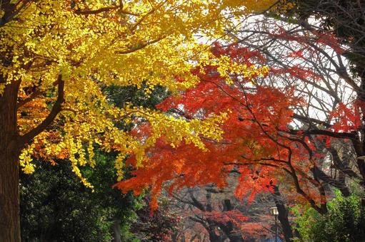 Burning autumn, JPG Burning autumn, autumn leaves, yellow leaves, red, JPG