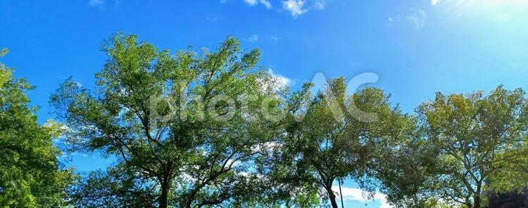 晴れ空と緑の葉が生い茂る木 木,晴れ,風景の写真素材