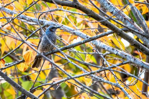 ヒヨドリ(37)の写真