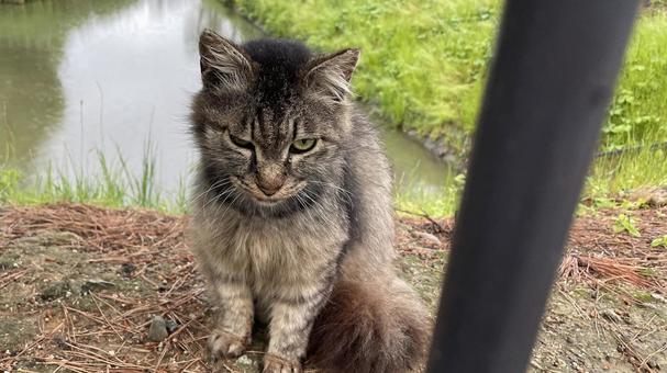 仁徳陵の猫① 仁徳陵の猫① 猫,ねこ,ネコの写真素材