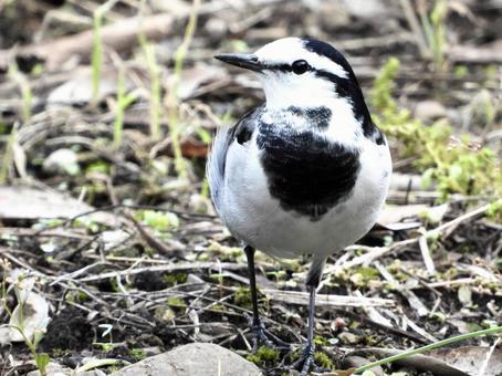 川辺を歩くハクセキレイ 川辺を歩くハクセキレイ 鳥,野鳥,ハクセキレイの写真素材