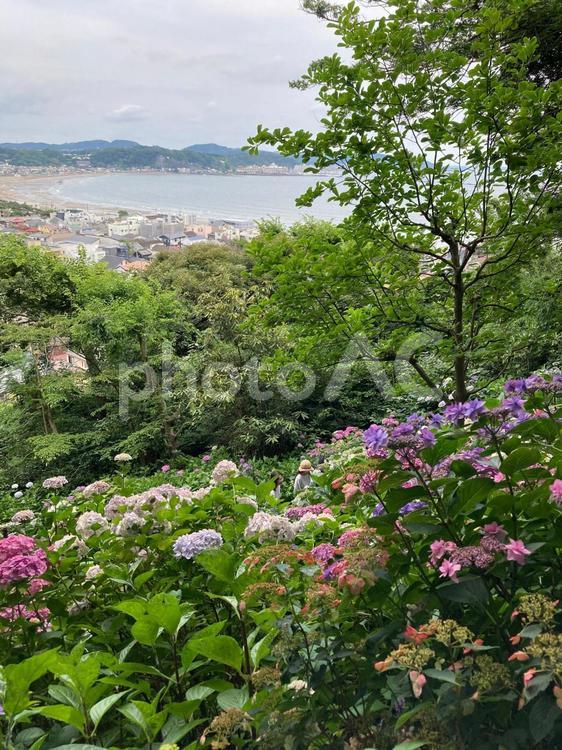 長谷寺から相模湾 あじさい,紫陽花,長谷寺の写真素材