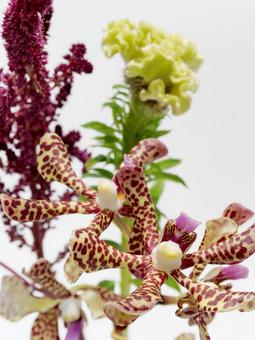 アランダとケイトウの花 アランダとケイトウの花の写真