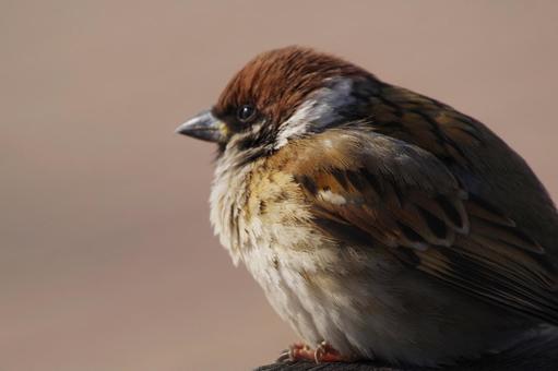 スズメ スズメ,小鳥,鳥の写真素材