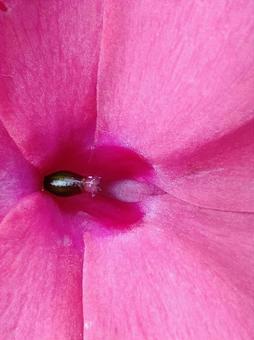ピンクの花 ピンクの花の写真