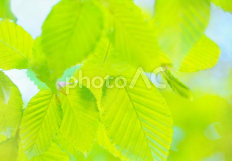 新緑のまぶしいし季節 新緑,季節,新緑の季節の写真素材