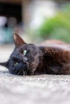 緑の瞳が美しい黒猫 猫,黒猫,くろねこの写真素材