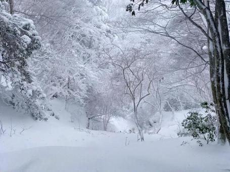 雪原 雪原の写真