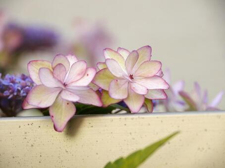 紫陽花（ひな祭り）2つの装飾花がキュート アジサイ,ガクアジサイ,ガーデニングの写真素材