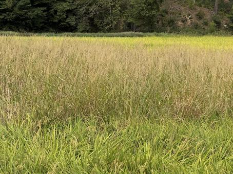 稗の生えた田んぼ(秋) 稗の生えた田んぼ(秋) ヒエ,稗,田んぼの写真素材