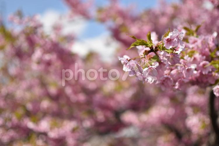 河津桜　さくら　桜 桜,屋外,満開の写真素材