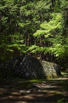 森の中にある建物跡の石垣 石垣,日本,住居跡の写真素材