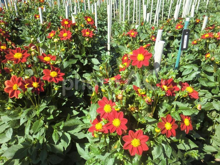 ターラント邸庭園の花（北イタリア） ターラント邸庭園,マッジョーレ湖,バッランツァの写真素材