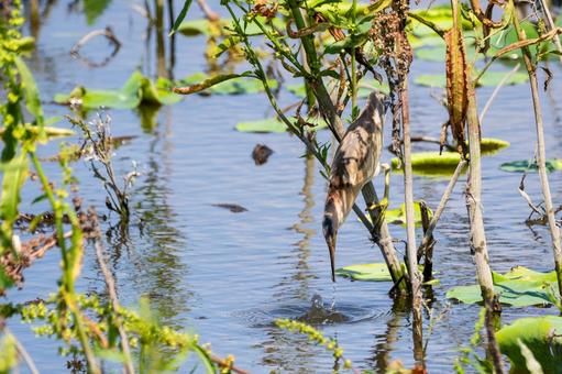 Photo, bird, yellow bittern, wild bird, 