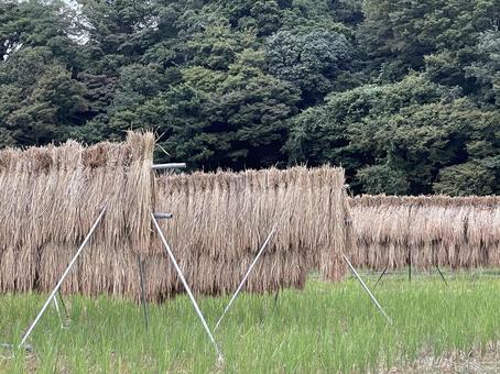 稲干し 稲干し 稲架掛け,天日干し,自然乾燥の写真素材