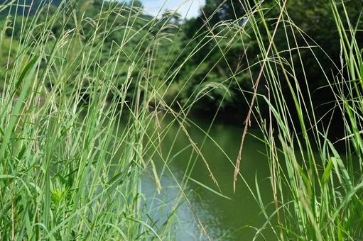 池 池の写真
