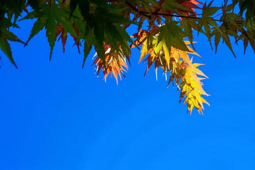 Blue sky and autumn leaves, JPG