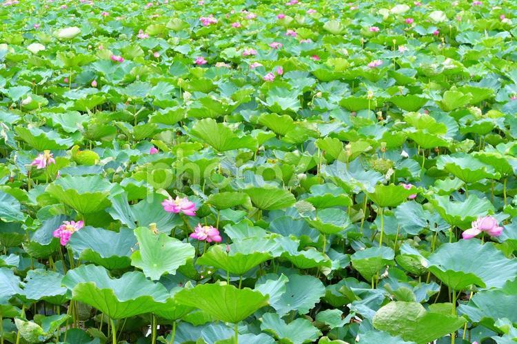 たくさんの蓮の花 ハス,夏,花の写真素材
