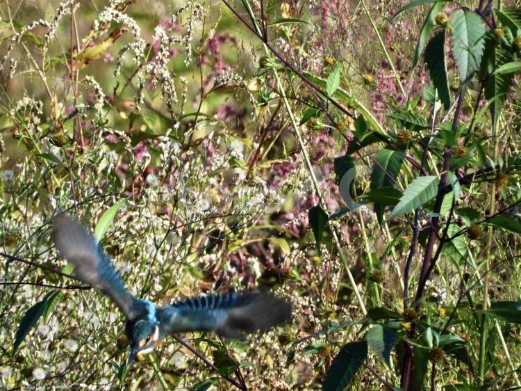 魚を狙い飛び込むカワセミ 鳥,野鳥,カワセミの写真素材